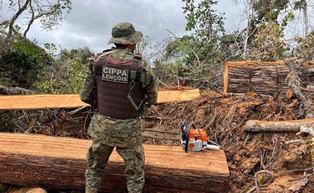 Cippa de Lençóis recupera 70 metros de madeira com suspeito