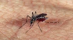 Brasil bate recorde de mortes por dengue em 2023