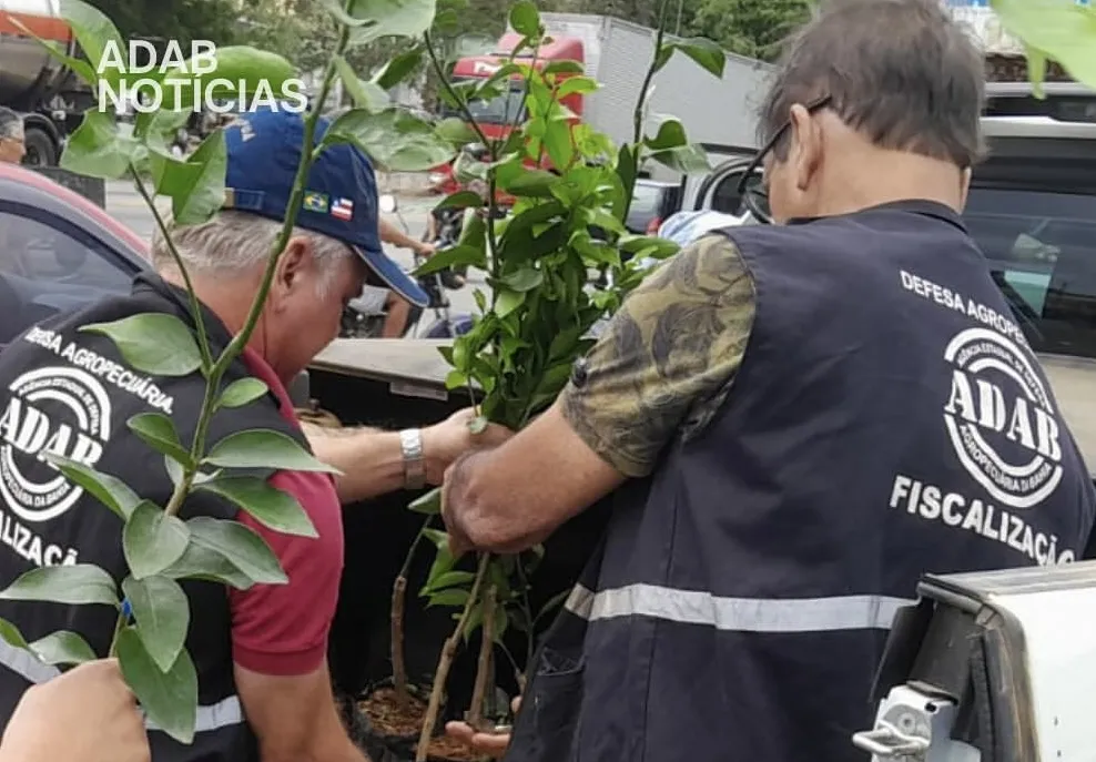 Operação ‘Nem Tudo São Flores’ combate pragas na citricultura em municípios do Sudoeste Baiano