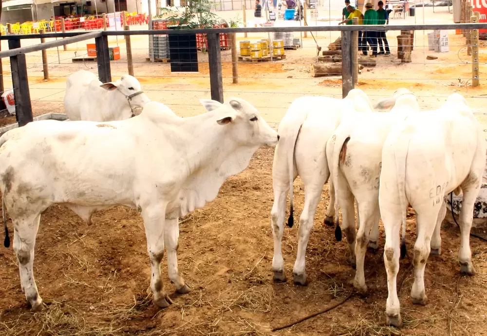 Município de Guanambi confirma caso de raiva bovina