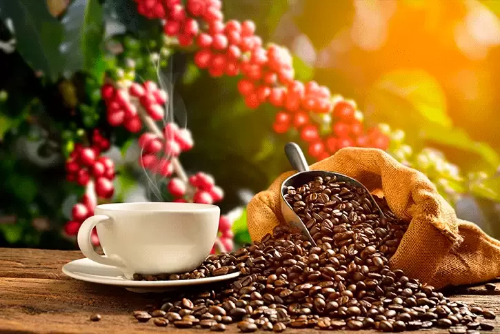 Bahia: Safra de café deve crescer 4,9% e pode chegar a 3,56 milhões de sacas