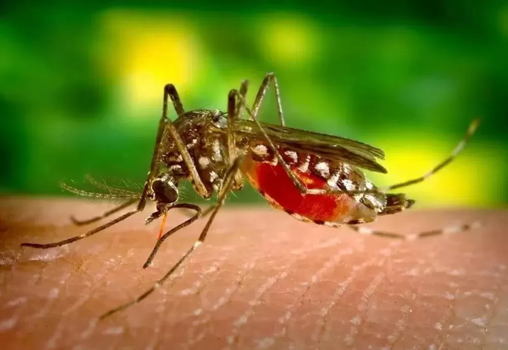 MP recomenda medidas de prevenção a dengue, zika e chikungunya em Jacarari