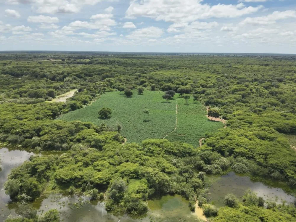 Mais de 50 mil pés de maconha são apreendidos pela PM em Carinhanha