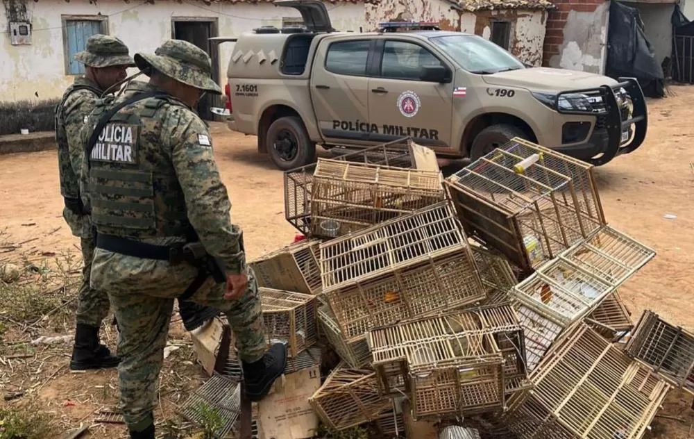 PMBA e SEMA realizam operação de resgate de aves em Ibicoara