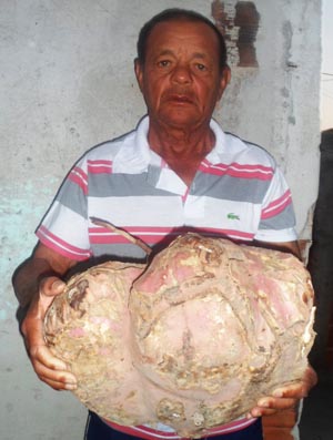 ARACATU: AGRICULTOR COLHE BATATA GIGANTE DE 18 KG