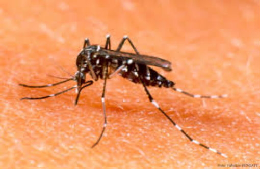 Cientistas anunciam método mais eficaz para destruir ovos do mosquito Aedes aegypti